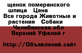 щенок померанского  шпица › Цена ­ 50 000 - Все города Животные и растения » Собаки   . Челябинская обл.,Верхний Уфалей г.